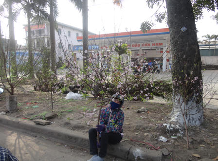 Quất đào Thành Vinh ế ẩm ngày 30 Tết